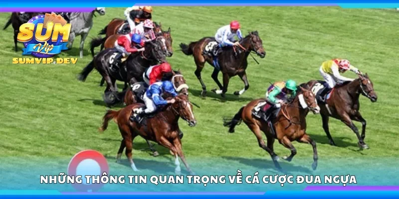 Những thông tin quan trọng về cá cược đua ngựa 